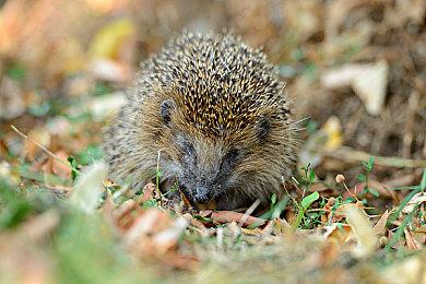 《浪人崛起》总监：希望在2025年发布一款新游